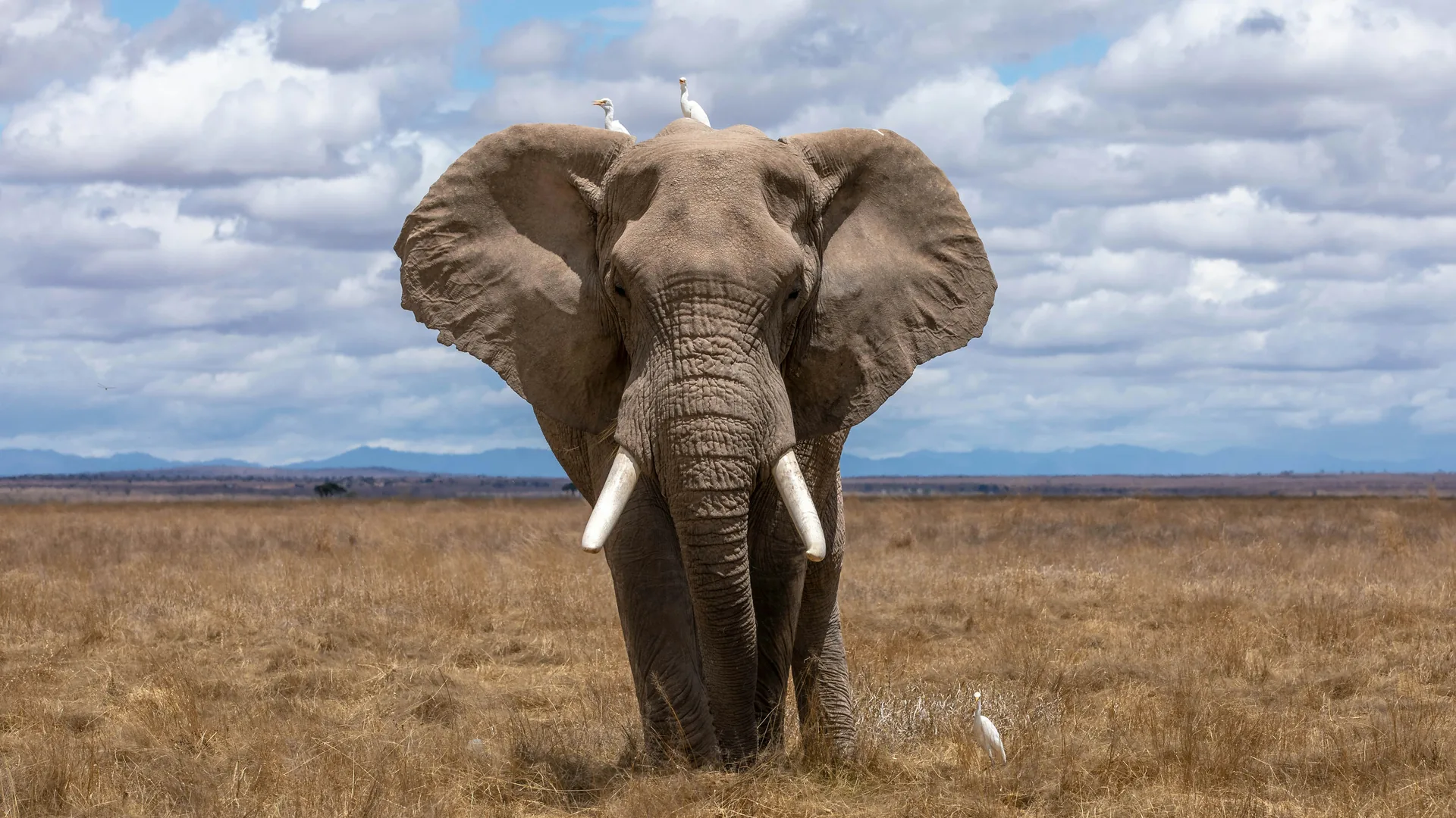 Savannah scene in Queen Elizabeth National Park